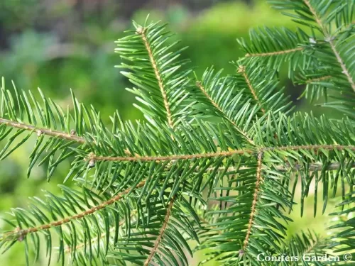 Abies durangensis var. coahuailensis - Abete Coahuila