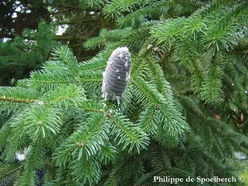 Abies gamblei - Abete di Gamble