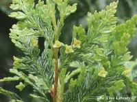 Austrocedrus chilensis 