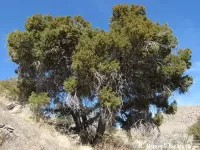 Juniperus deppeana
