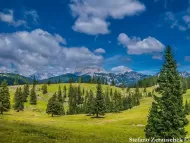 Picea abies  