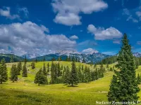 Picea abies 