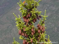 Picea likiangensis
