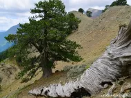 Pinus heldreichii