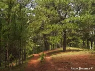 Pinus kesiya