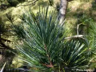 Pinus koraiensis  