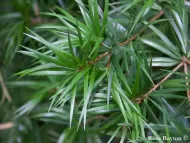Pinus krempfii 