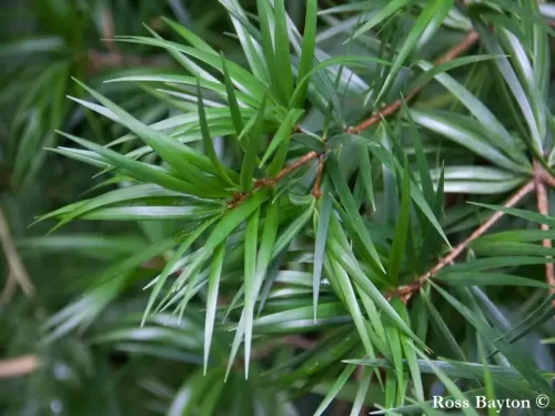 Pinus krempfii - Pino di Krempf