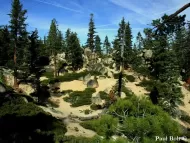 Pinus lambertiana 