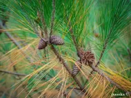 Pinus massoniana 