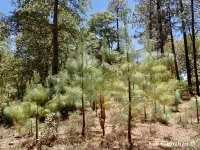Pinus maximinoi 