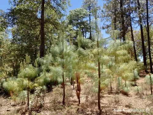 Pinus maximinoi - Pino di Maximino