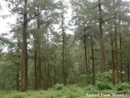 Pinus merkusii