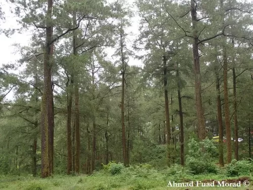 Pinus merkusii - Pino di Merkus, Pino Tenasserim, Pino di Sumatra