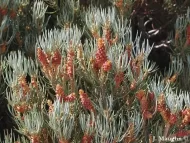 Pinus monophylla 