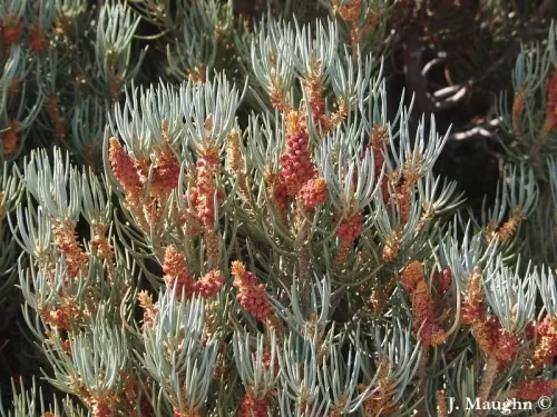 Pinus monophylla - Pinyon a foglia singola