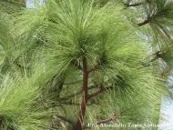Pinus montezumae 