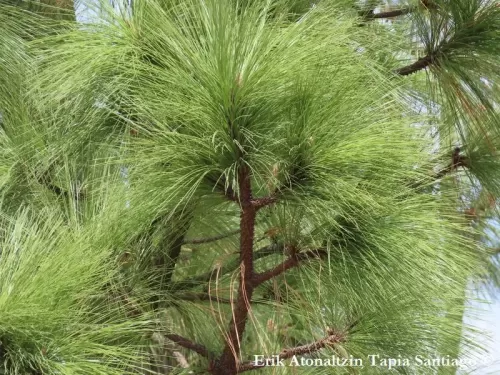 Pinus montezumae - Pino di Montezuma