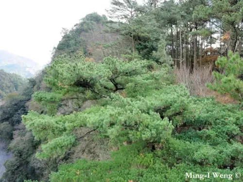 Pinus morrisonicola - Pino bianco di Taiwan