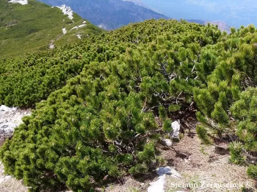 Pinus mugo - Pino mugo, Pino montano, Pino alpino