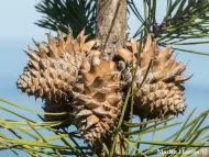 Pinus muricata 