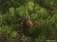 Pinus nelsonii 