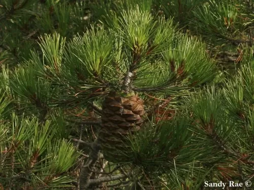 Pinus nelsonii - Pino di Nelson