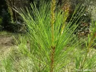 Pinus occidentalis 
