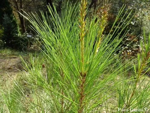 Pinus occidentalis - Pino haitiano