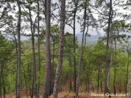 Pinus oocarpa 