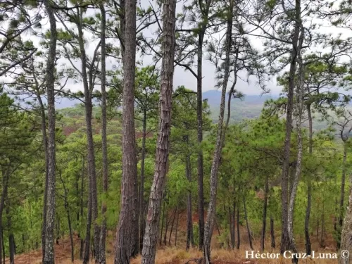 Pinus oocarpa - Pino ocote