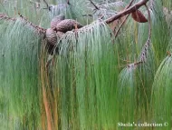 Pinus patula