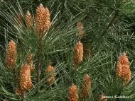Pinus pinaster 