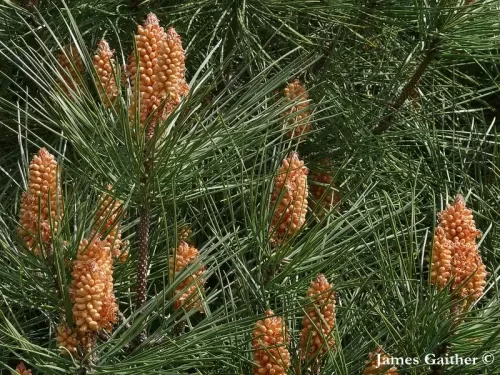 Pinus pinaster - Pino marittimo