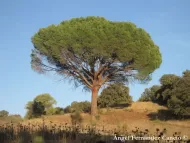 Pinus pinea