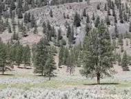 Pinus ponderosa