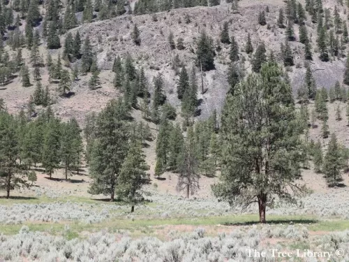 Pinus ponderosa - Pino ponderoso, Pino giallo 